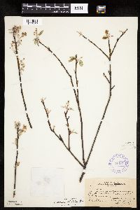 Amelanchier spicata image
