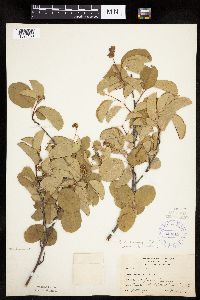 Amelanchier spicata image