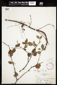 Amelanchier spicata image
