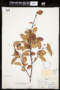 Amelanchier spicata image
