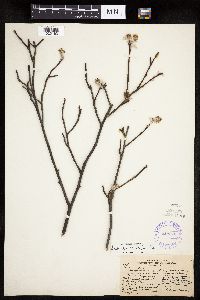 Amelanchier spicata image