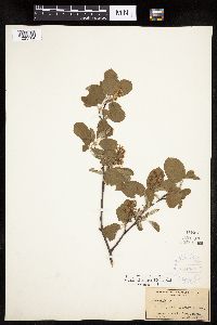 Amelanchier spicata image