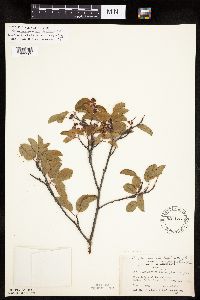 Amelanchier spicata image