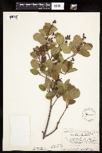 Amelanchier spicata image