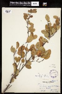 Amelanchier spicata image