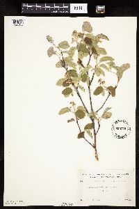Amelanchier spicata image