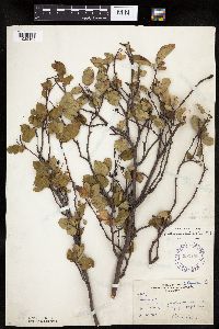 Amelanchier spicata image