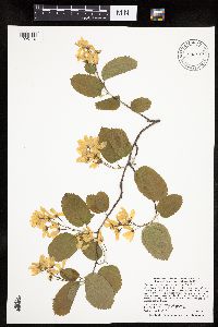 Amelanchier spicata image