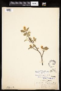 Amelanchier spicata image