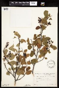 Amelanchier spicata image