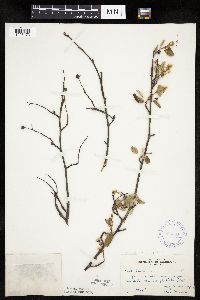 Amelanchier spicata image