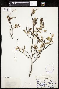 Amelanchier spicata image