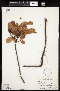 Amelanchier spicata image