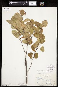 Amelanchier spicata image