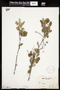 Amelanchier spicata image