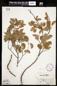 Amelanchier spicata image