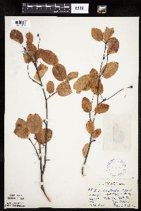 Amelanchier spicata image