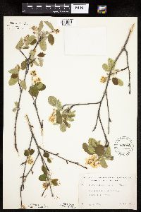 Amelanchier spicata image