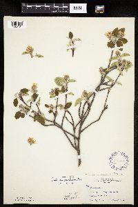 Amelanchier spicata image