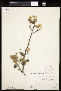 Amelanchier spicata image