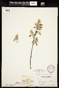 Amelanchier spicata image