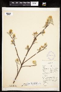 Amelanchier spicata image