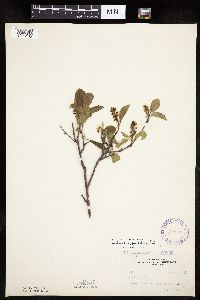 Amelanchier spicata image