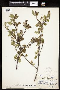 Amelanchier spicata image