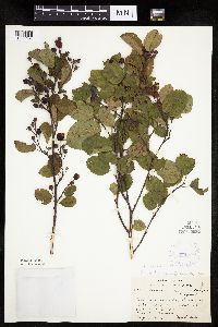 Amelanchier spicata image