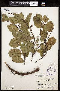 Amelanchier spicata image