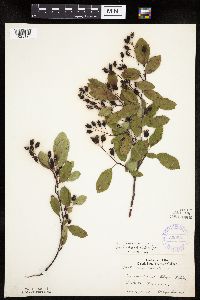 Amelanchier spicata image