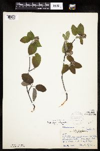 Amelanchier spicata image