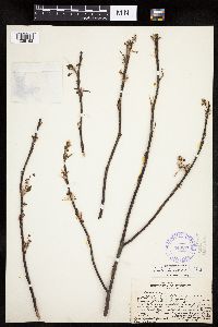 Amelanchier spicata image