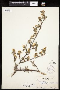 Amelanchier spicata image