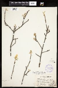 Amelanchier spicata image