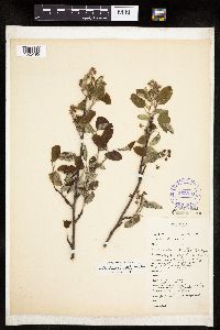 Amelanchier spicata image