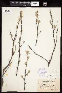 Amelanchier spicata image