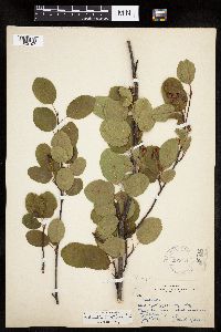 Amelanchier spicata image