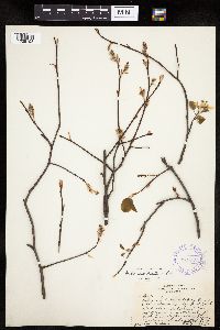 Amelanchier spicata image