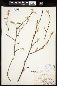 Amelanchier spicata image