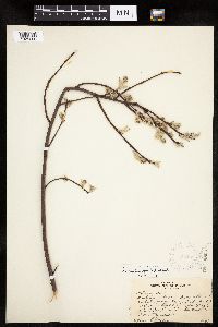 Amelanchier spicata image