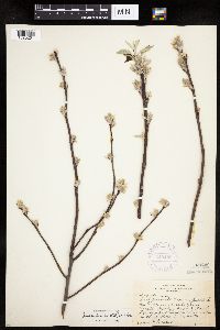 Amelanchier spicata image