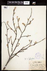 Amelanchier spicata image
