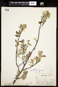 Amelanchier spicata image