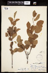 Amelanchier spicata image