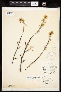 Amelanchier spicata image