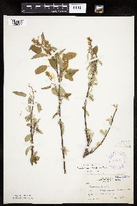 Amelanchier spicata image
