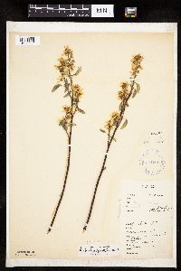 Amelanchier spicata image