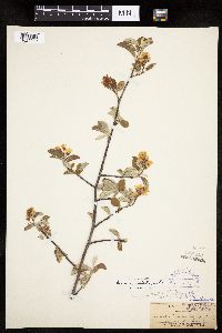 Amelanchier spicata image