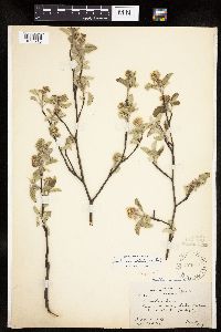 Amelanchier spicata image